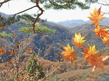 澳门彩票文化的发展与回顾，实证解答解释落实下的2025澳门天天开好彩
