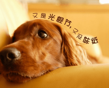 精准狗狗，解析数字组合背后的故事——77777与88888精选解析