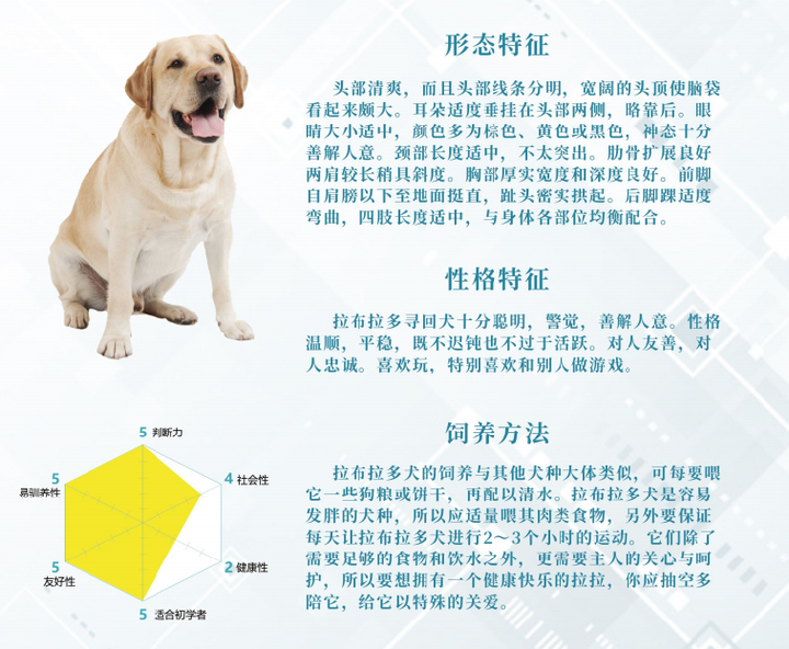 精准狗狗，全面解析与贯彻实践