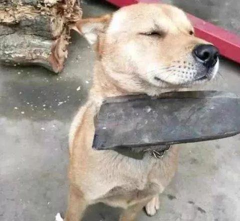 精准狗狗，全面解析与深入贯彻实践的理念