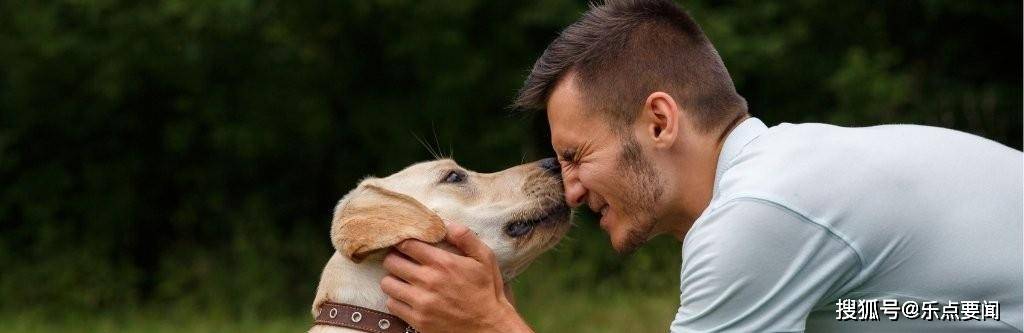 探究精准狗狗与精选解释解析，一种独特的数字符号与情感连接