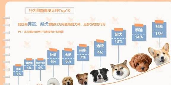 精准狗狗，全面解析与贯彻实践