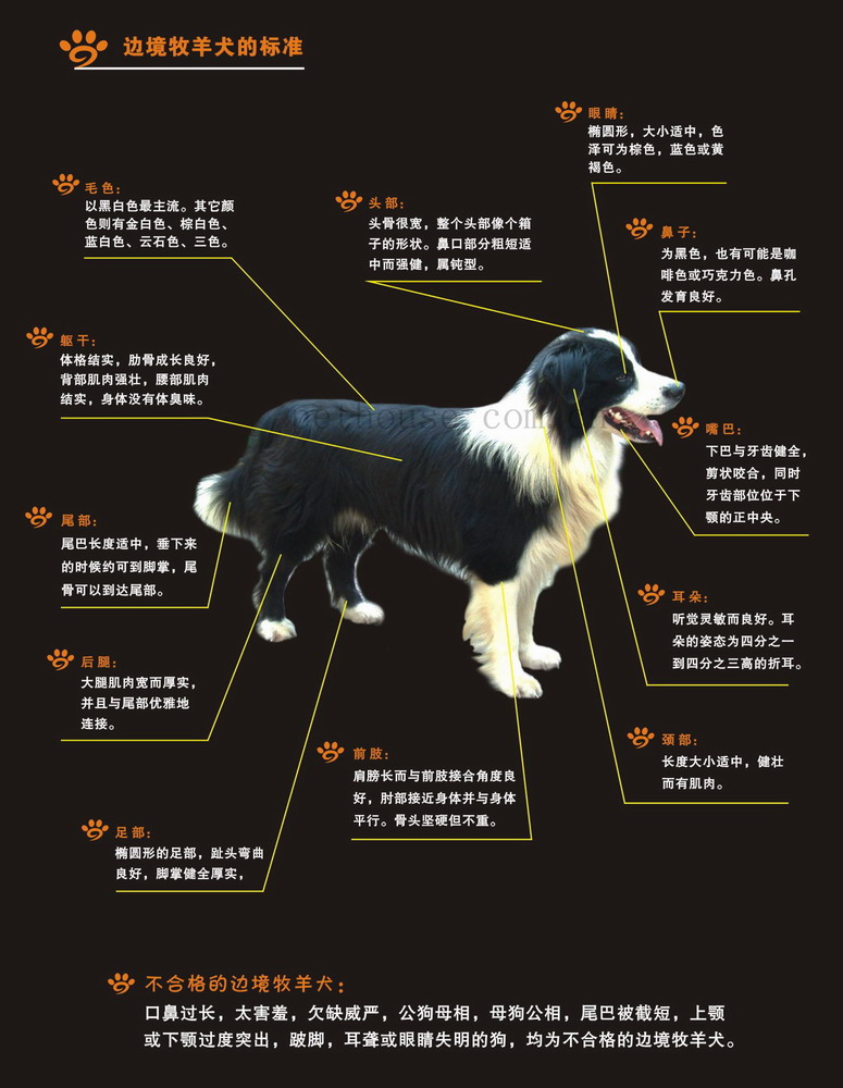 关于精准狗狗的解析与精选解释