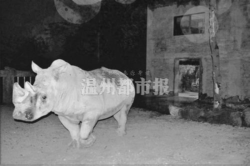 白小姐资料大全与奇缘四肖——正版资料的探索及词语释义